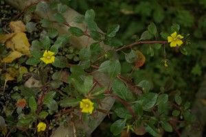 Jassiaca grandiflora