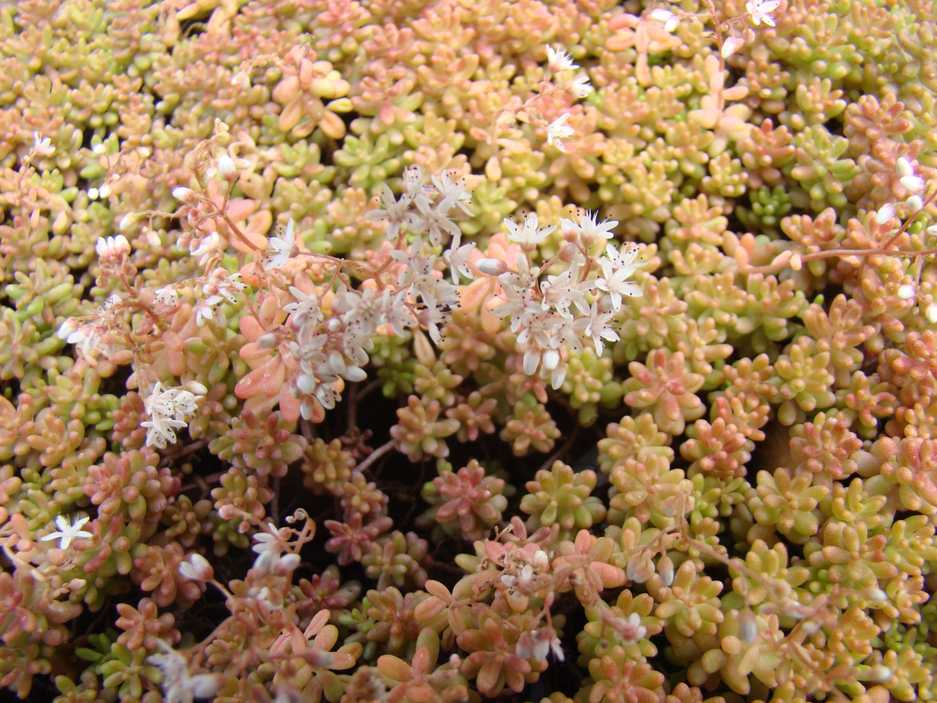 Sedum Album cv.Corn Carpet