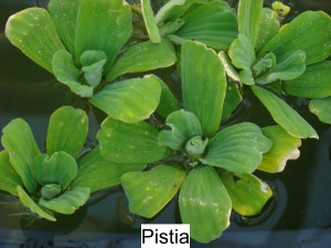 Babelka řezanovitá - Pistia stratoides