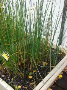 Skřípina dvoublizná - Scirpus tabernaemontani cv. Albescens