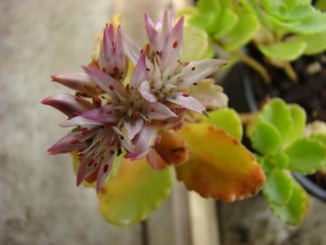 Sedum Spurium