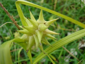 Ostřice – Carex morrowii