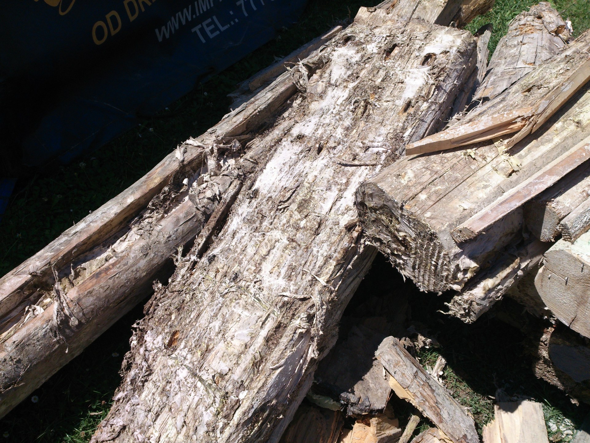 Dřevomorka domácí (Serpula lacrymans)