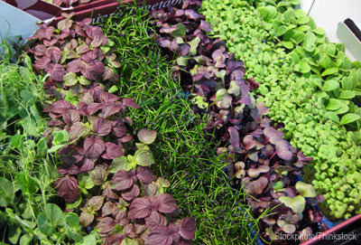 microgreens, bylinky, zelenina